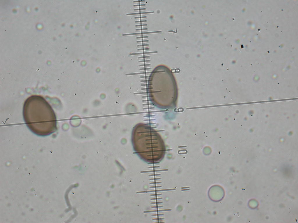 Kheops... Kephren...o ???  QUIZ